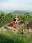 Vendemmia Anne.jpg (29kb)
